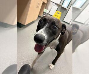 Labrador Retriever-Unknown Mix Dogs for adoption in Corpus Christi, TX, USA