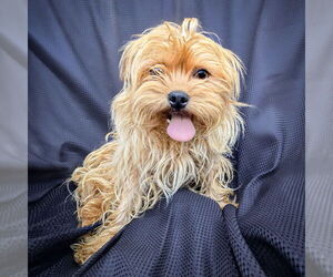 Maltese-Unknown Mix Dogs for adoption in Albuquerque, NM, USA
