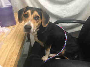 Beagle-Unknown Mix Dogs for adoption in Waynesville, NC, USA