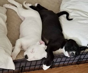 Borador Dogs for adoption in Ontario, CA, USA