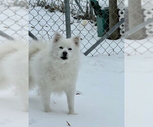 American Eskimo Dog-Unknown Mix Dogs for adoption in Calgary, Alberta, Canada
