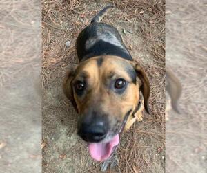 Basset Hound Dogs for adoption in Little Rock, AR, USA