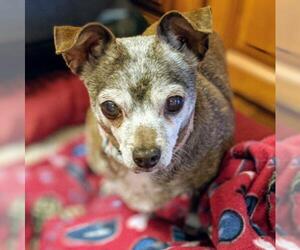 Chihuahua Dogs for adoption in Bealeton, VA, USA