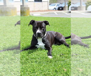 American Pit Bull Terrier Dogs for adoption in Petaluma, CA, USA