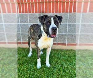 American Bandogge mastiff Dogs for adoption in Lacombe, LA, USA