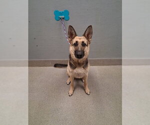 German Shepherd Dog-Unknown Mix Dogs for adoption in Las Vegas, NV, USA