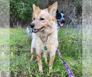 Mutt Dogs for adoption in Paso Robles, CA, USA