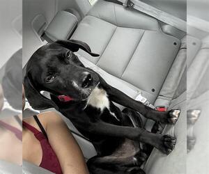 Labrador Retriever-Unknown Mix Dogs for adoption in San Antonio, TX, USA