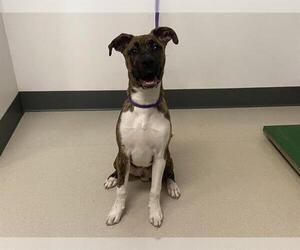 American Pit Bull Terrier-Unknown Mix Dogs for adoption in Corona, CA, USA