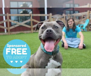 American Pit Bull Terrier Dogs for adoption in Chestertown, MD, USA