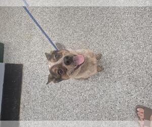 Eurasier-Red Heeler Mix Dogs for adoption in Front Royal, VA, USA