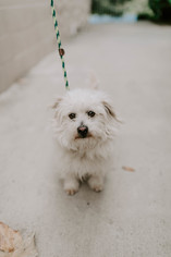 Maltese Dogs for adoption in See Website, CA, USA
