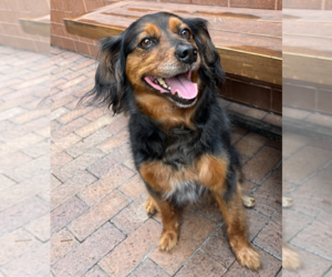Dachshund-Unknown Mix Dogs for adoption in Brooklyn, NY, USA