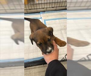 German Shepherd Dog-Unknown Mix Dogs for adoption in Houston, TX, USA