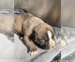 American Bulldog-German Shepherd Dog Mix Dogs for adoption in HESPERIA, CA, USA