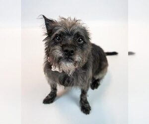 Mutt Dogs for adoption in Kennesaw, GA, USA