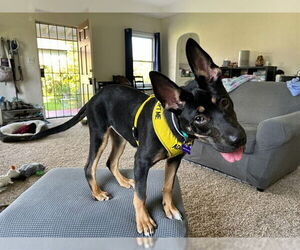 German Shepherd Dog-Unknown Mix Dogs for adoption in Pasadena, CA, USA