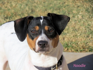 Rat Terrier-Unknown Mix Dogs for adoption in Oklahoma City, OK, USA