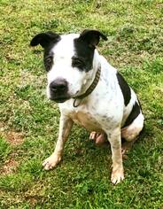 American Staffordshire Terrier-Dalmatian Mix Dogs for adoption in Phoenixville, PA, USA
