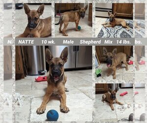 Mutt Dogs for adoption in Mesa, AZ, USA