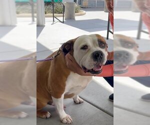 American Bulldog-Unknown Mix Dogs for adoption in Las Vegas, NV, USA