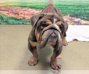 Bulldog-Unknown Mix Dogs for adoption in Moreno Valley, CA, USA