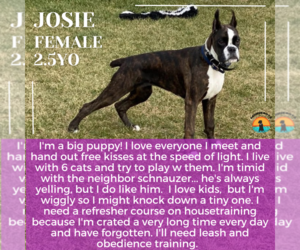 Boxer Dogs for adoption in Woodbury, MN, USA