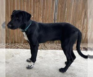 Labrador Retriever-Unknown Mix Dogs for adoption in San Antonio, TX, USA