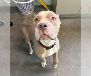 Mutt Dogs for adoption in Tavares, FL, USA