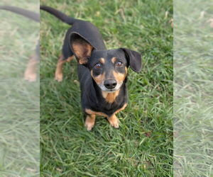 Dachshund-Unknown Mix Dogs for adoption in Oakhurst, NJ, USA