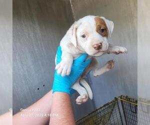 American Staffordshire Terrier-Unknown Mix Dogs for adoption in San Antonio, TX, USA