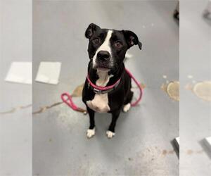 American Pit Bull Terrier-Border Collie Mix Dogs for adoption in Peoria, IL, USA