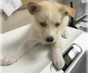 Siberian Husky-Unknown Mix Dogs for adoption in Conroe, TX, USA