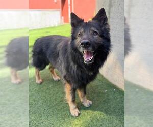 German Shepherd Dog Dogs for adoption in San Francisco, CA, USA