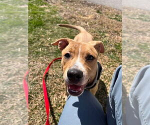 Mutt Dogs for adoption in Candler, NC, USA