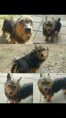 Australian Terrier Dogs for adoption in Rayville, LA, USA
