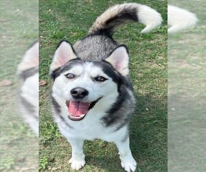 Siberian Husky Dogs for adoption in Texas City, TX, USA