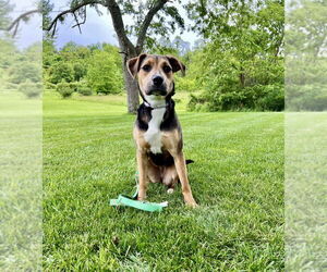 Mutt Dogs for adoption in Springdale, PA, USA