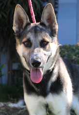 Medium Photo #1 Australian Shepherd-German Shepherd Dog Mix Puppy For Sale in El Cajon, CA, USA