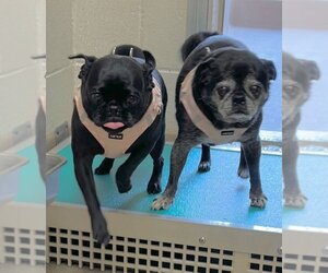 Pug Dogs for adoption in Seattle, WA, USA