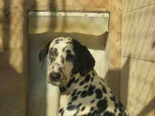 Dalmatian Dogs for adoption in Ojai, CA, USA