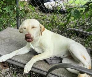 Labrador Retriever Dogs for adoption in San Antonio, TX, USA