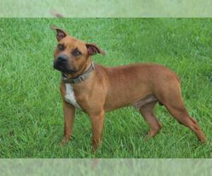 American Pit Bull Terrier-Unknown Mix Dogs for adoption in Natchitoches, LA, USA