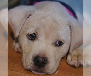 Labrador Retriever Dogs for adoption in Framingham, MA, USA