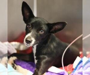 Mutt Dogs for adoption in San Antonio, TX, USA