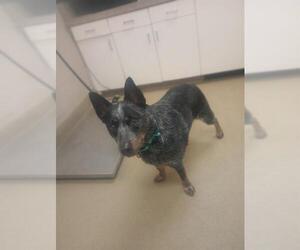 Australian Cattle Dog Dogs for adoption in Santa Maria, CA, USA