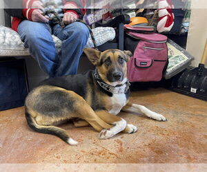 German Shepherd Dog-Unknown Mix Dogs for adoption in Bolivar, MO, USA