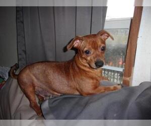 Chiweenie Dogs for adoption in Aurora, IN, USA