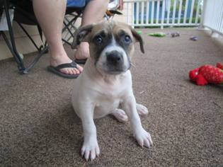 Medium Photo #1 Boxer-Saint Bernard Mix Puppy For Sale in Great Bend, KS, USA