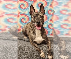 Dutch Shepherd -Unknown Mix Dogs for adoption in Talladega, AL, USA